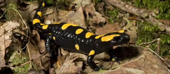 Feuersalamander sind besonders anfällig für den Erreger Batrachochytrium salamandrivorans Feuersalamander