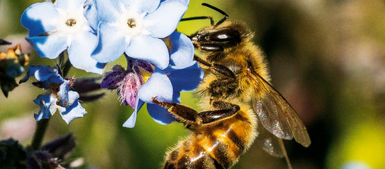 Biene auf Blüte