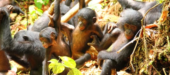 Bonobos gehören zu den Menschenaffen und leben ausschließlich in der Demokratischen Republik Kongo (© Zana Clay/LKBP) Eine Gruppe junger Bonobos