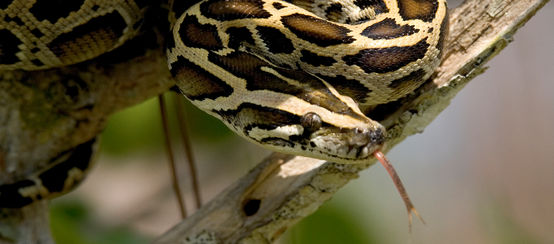 Dunkler Tigerpython in den Everglades, Florida (© CC0 Public Domain) Dunkler Tigerpython in den Everglades, Florida