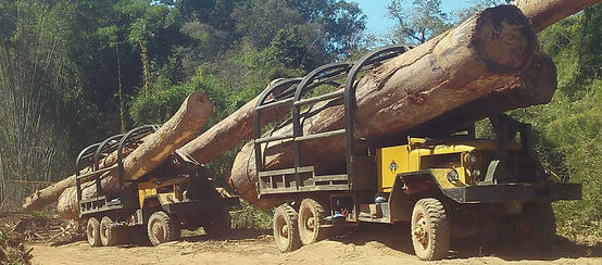 © Environmental Investigation Agency Lkw schmuggeln illegal in Kambodscha geschlagenes Holz nach Vietnam