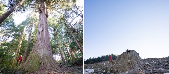 Collage Before After - Rodung in Caycuse Kanada