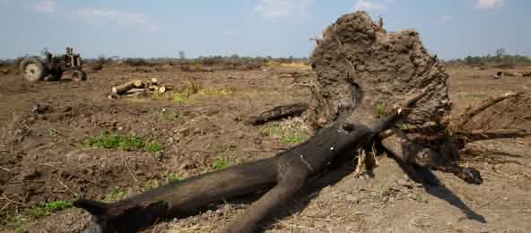 Abgebrannter Baum für Anlage von Soja-Plantage im Gran Chaco