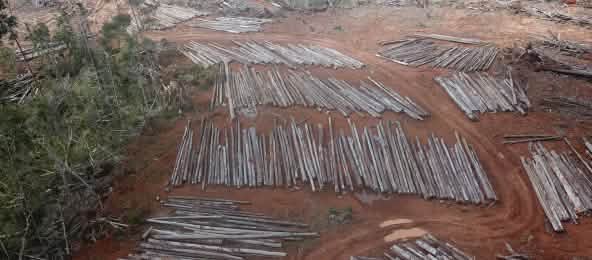 Kahlschlag für Mega-Palmölplantage in Papua Abholzung für Palmölplantage von PT Digoel Agri in Papua