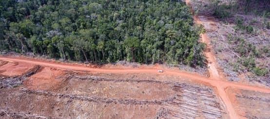 Luftbild: Rodung für Palmölplantage der Firma Korindo in Papua