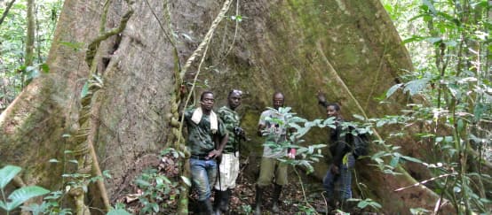 Mitarbeiter der Wild Chimpanzee Foundation (WCF) und Ecoguards stehen vor einem mächtigen Baum im Sapo-Nationalpark, Liberia