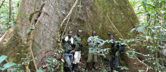 In Liberias Sapo Nationalpark wachsen mächtige Urwaldriesen (© Rettet den Regenwald / Mathias Rittgerott) Mitarbeiter der Wild Chimpanzee Foundation (WCF) und Ecoguards stehen vor einem mächtigen Baum im Sapo-Nationalpark, Liberia
