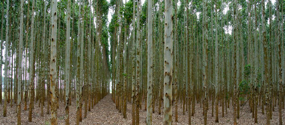 Eukalyptus-Plantage in Südafrika für die Herstellung von Zellstoff