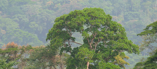 Regenwald am Afi Mountain