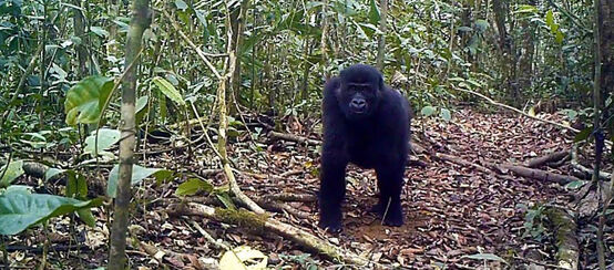 Gorilla im Ebo Forest, Kamerun