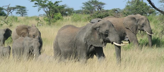 Elefantenherde in Serengeti