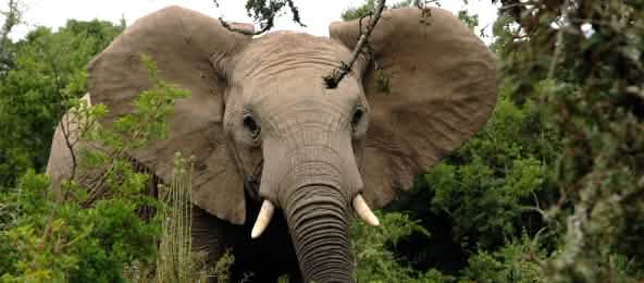 Schätzungen zufolge werden jährlich 20.000 bis 30.000 Afrikanische Elefanten gewildert (© Public Domain) Afrikanischer Elefant im Wald