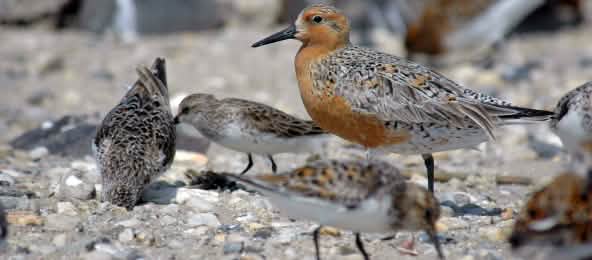Der Knuttstrandläufer fliegt zum Winterquartier um die halbe Welt - manche vom Osten Russlands bis nach Australien Zugvogel Red Knot