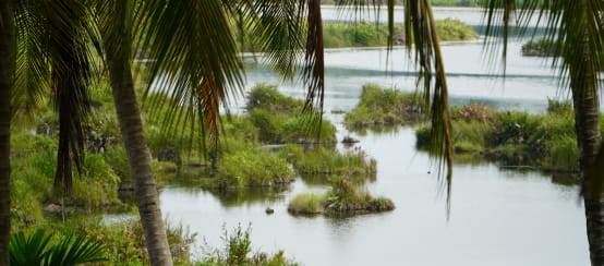 Blick auf das Ökosystem Paya Nie, Sumatra