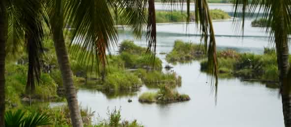 Das Ökosystem Paya-Nie wird nun geschützt. (© Aceh Wetland Foundation) Blick auf das Ökosystem Paya Nie, Sumatra