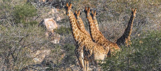 © Pixabay / frei Giraffen