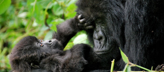 Gorilla-Mutter schmust mit Baby