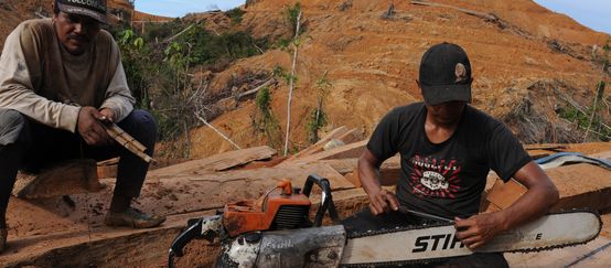 Stihl verdient an der Vernichtung der Wälder gut (© COP) Holzfäller auf Borneo mit Motorsäge von Stihl