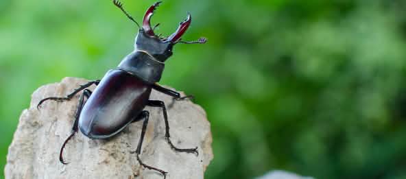 Seit 240 Millionen Jahren leben Käfer auf der Erde Ein Hirschkäfer sitzt auf einem Stein