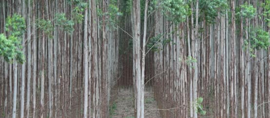 Eukalyptus-Plantagen sind lebensfeindliche und mit Pestiziden vergiftete grüne Wüsten (© Klaus Schenck) Eukalyptusplantage
