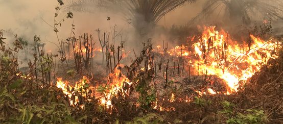 2019 brannten in Indonesien große Wald- und Torfflächen (© Feri Irawan) Brände beim Dorf Puding, Distrikt Muaro Jambi, Sumatra, 21. September 2019