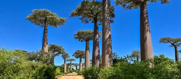 Baobab-Baumallee in Madagaskar