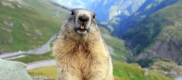 Murmeltier in die Alpen