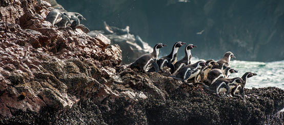 © studio-laska/iStock Eine Gruppe von Humboldtpinguine Klettern auf den Felsen zu Wasser