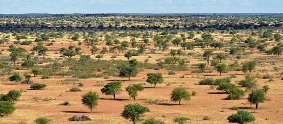 Busch-Landschaft in Namibia