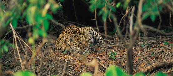 Jaguar im Cerrado, Brasilien