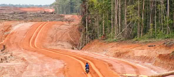 Straßen ebnen den Weg zu den Naturressourcen. Papuas Wälder und die Menschen bleiben auf der Strecke. Eine breite Rodungsfläche grenzt an den Regenwald