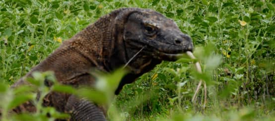 Komodowarane leben nur im Nationalpark Komodo (© Boboy Simanjuntak) Komodowaran von nah