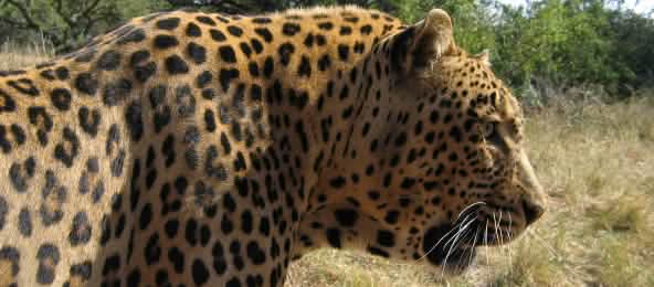 Leopard in Südafrika Leopard in Südafrika