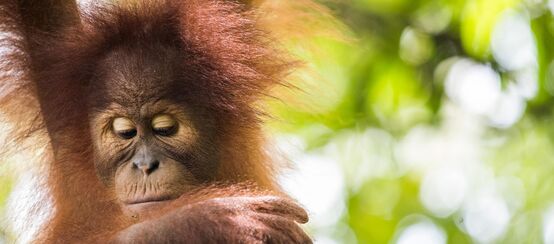 Sumatra-Orang-Utan (Pongo abelii)