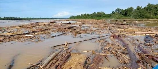 Treibholz verstopft den Fluss Baleh in Malaysia (© Matek Geram) Abholzung verstopft einen Fluss mit Baumstämmen