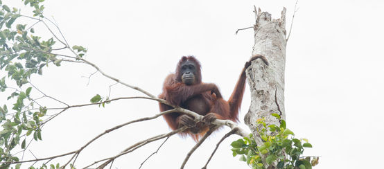 Durch die Vernichtung von Regenwäldern verlieren auch Orang-Utans ihren Lebensraum (© IAR) Orang-Utan in Baum