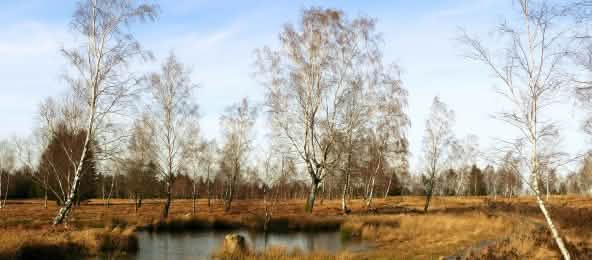 Moorlandschaft Moorlandschaft mit Holzpfad
