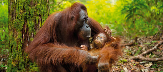 Orang-Utan mit Baby