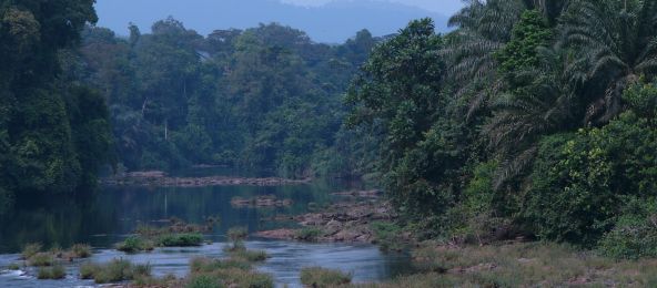 Regenwald in Kamerun