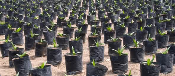 Palmöl ist schädlich für die Umwelt und die Menschen Palmölplantage