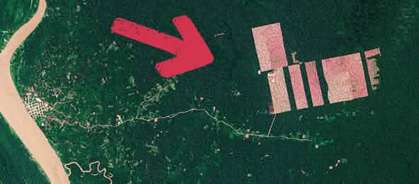 So sehen die östlich des Amazonas (links) in den Regenwald geschlagenen Kakaoplantagen aus dem Weltall aus (© NASA Earth Discovery) Peru Abholzung Tamshiaycu