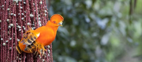 Der prächtige Tielfland-Felsenhahn (Rupicola rupicola) ist eine der zahllosen Tierarten in Französisch-Guayana Felsenhahn oranger Vogel