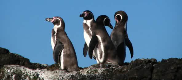 Einige tausend Brutpaare der bedrohten Humboldt-Pinguine brüten in der Meeresregion La Higuera - Isla Chañaral in Chile (© Stefan Görlitz / Sphenisco) Pinguine Chile