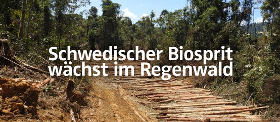 Rodung für Palmöl-Plantage in Sarawak + Text "Schwedischer Biosprit wächst im Regenwald"