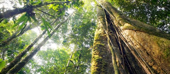 © Dr Morley Read / shutterstock.com Regenwald am Amazonas