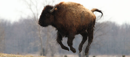 Ein verspielter Bison springt in die Luft