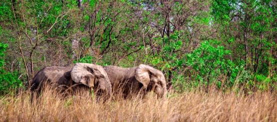 Afrikanische Elefanten im Mole Nationalpark, Ghana