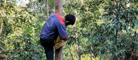 Megaplantagen schlucken Wald - Agrarindustrien schlucken Kleinbauern und Indigene (© Boboy Simanjuntak) Benzoinbaum auf Nord-Sumatra (Styrax benzoin)