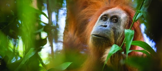 Der seltenste Menschenaffe der Welt muss leben! (© Maxime Aliaga) Pongo Tapanuliensis