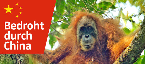 © Tim Laman/CC BY 4.0 - Collage RdR Pongo tapaluniensis